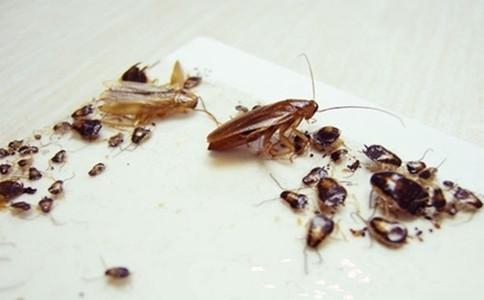 如何消灭蟑螂,怎么样灭除蟑螂