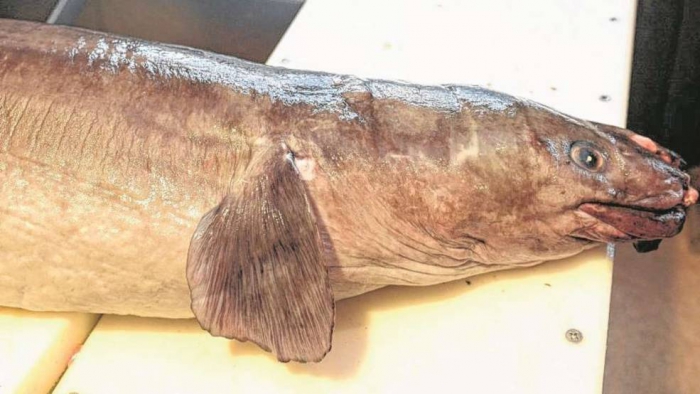 一种保存鱼类精液的绝妙方法 广东蓝海渔业有限公司