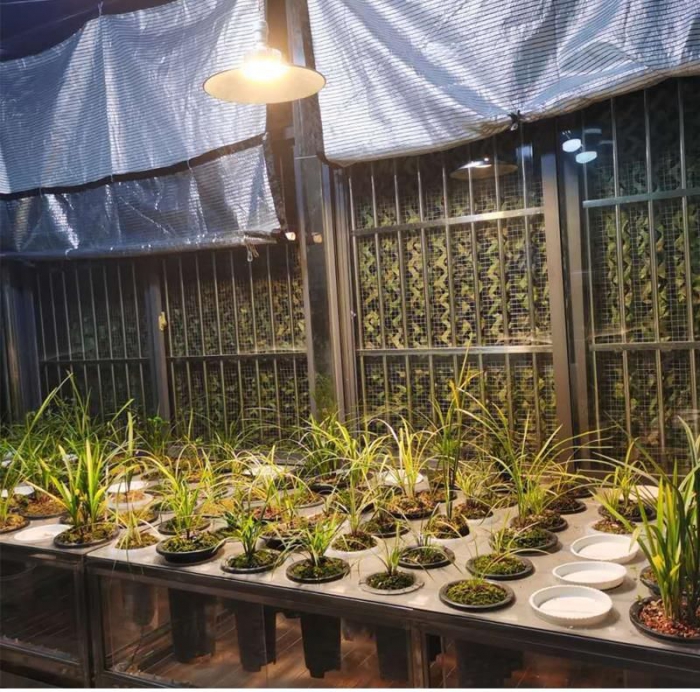 植物灯对植物细胞生长发育--光形态建成一个过程