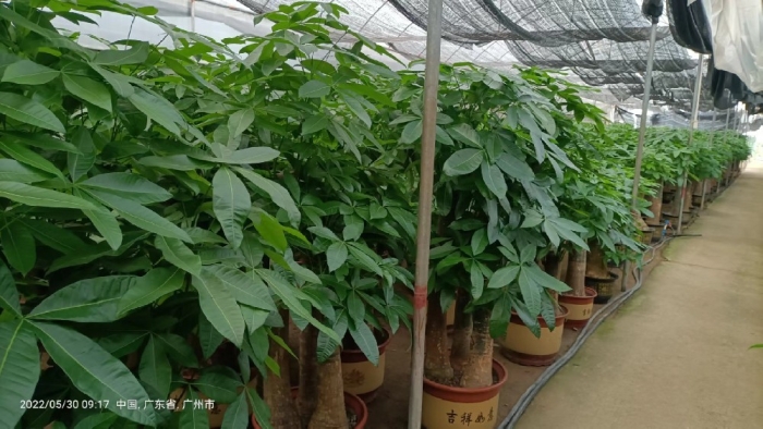 佛山綠植出租租賃資訊：藍盆花的養殖方法